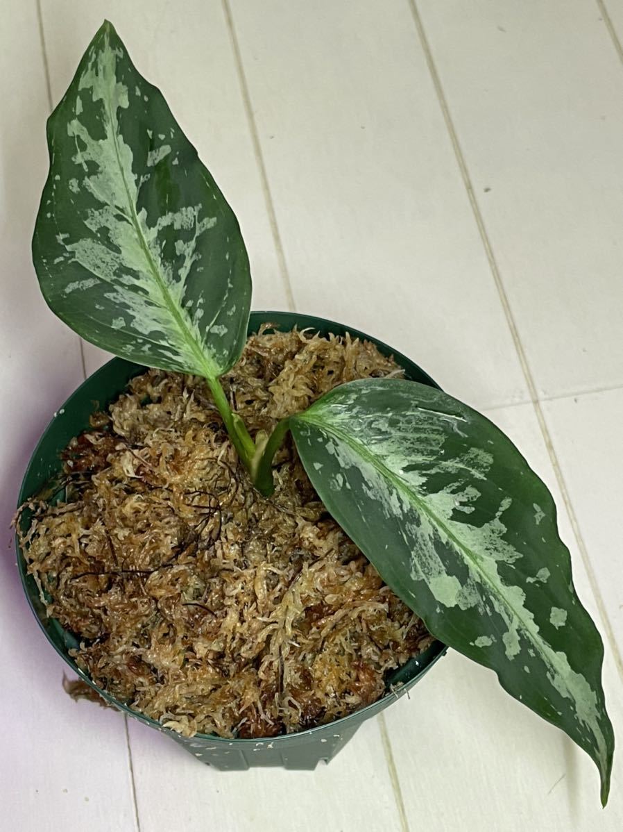 専用 アグラオネマ B 【公式通販】