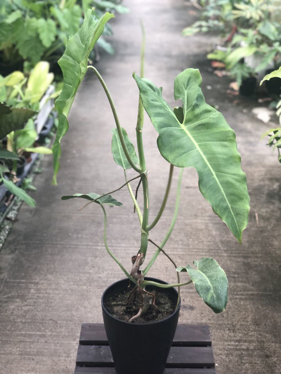フィロデンドロン パライソ ベルデ バリゲーテッドPhilodendron