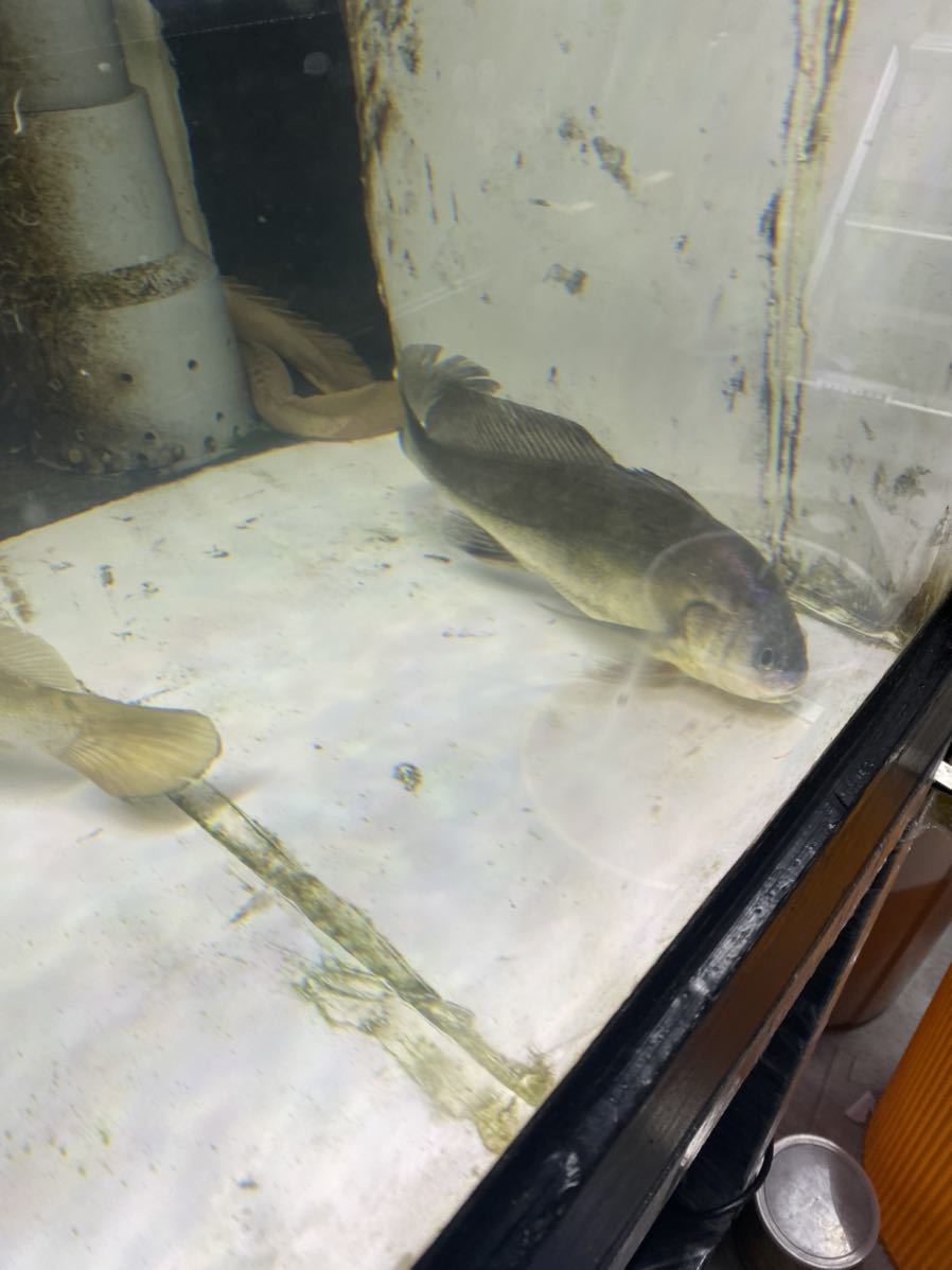 珍魚 南米淡水イシモチ 30センチ 飼い込み個体 紫光りしてきています 淡水魚 熱帯魚 肉食魚 大型魚 鳴く魚 の落札情報詳細 ヤフオク落札価格情報 オークフリー スマートフォン版
