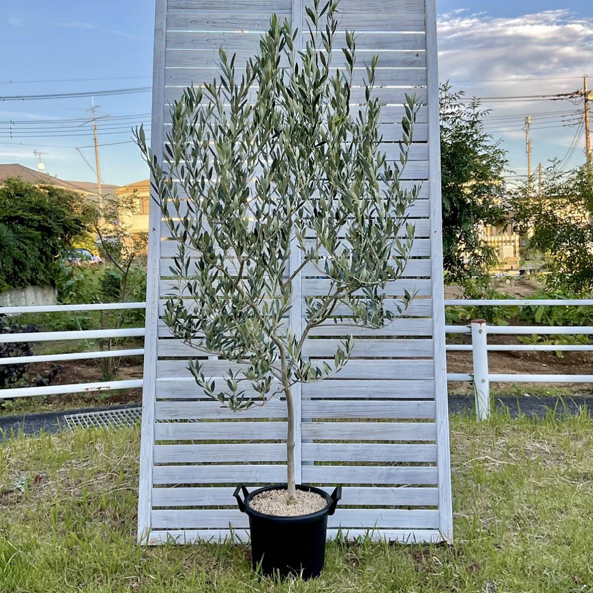 カヨンヌ オリーブの木