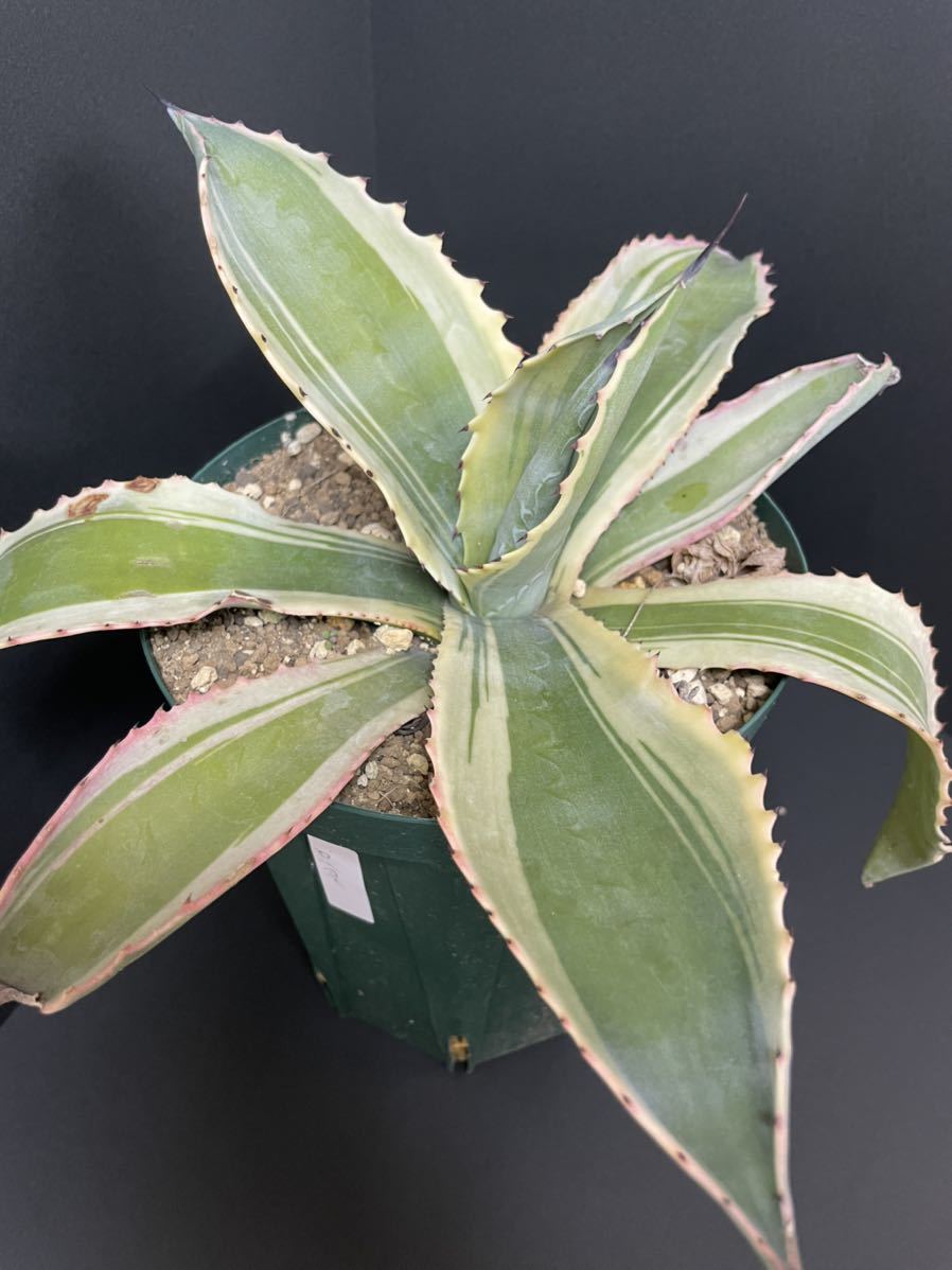 H*︎様 アガベ　リップルエフェクト　ランナー子株 リップルエフェクト 子株 ランナー アガベ