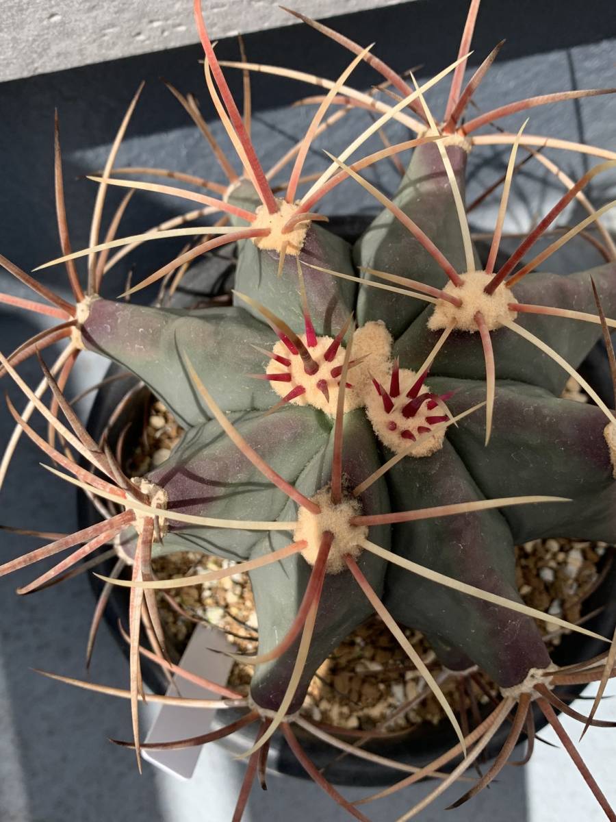 未使用】フェロカクタス・江守(大株) サボテン Ferocactus emoryiの