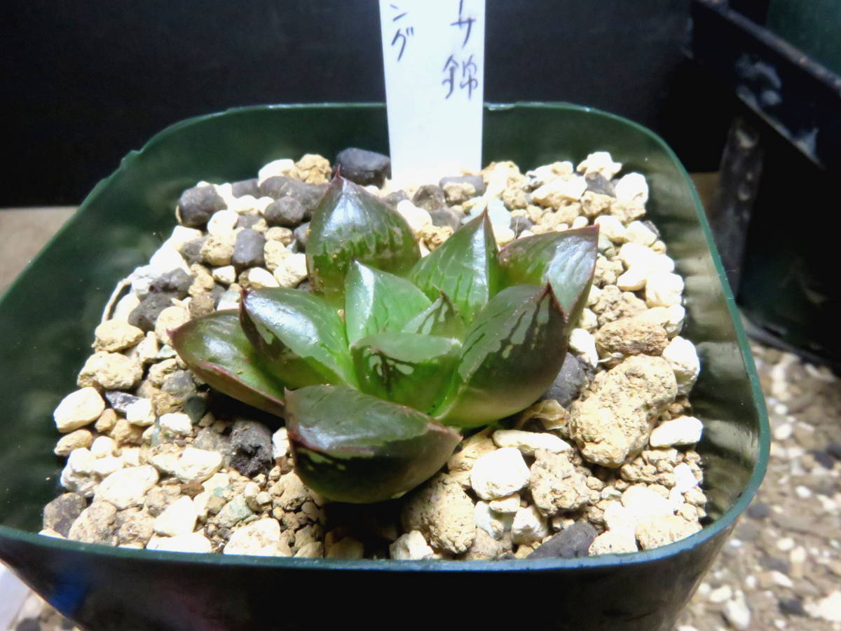 7d ハオルチア　多肉植物　スプリング錦2頭実生　自家繁殖 7d ハオルチア 多肉植物 スプリング錦2頭実生 自家繁殖 【多肉