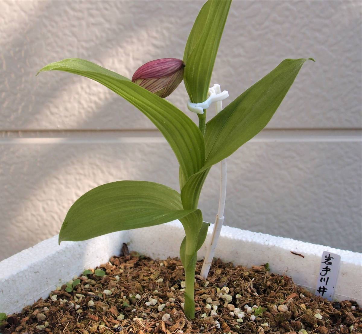 アツモリソウ(釜石産純白花) ト*畑様 山野草純白花アツモリソウ岩手県