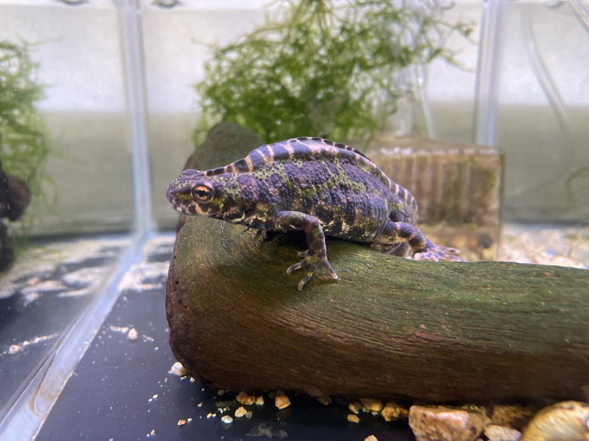 マダライモリの幼生　☆５匹　① ２０１9生まれのマダライモリの幼生 ① 目視３センチぐらい ５匹