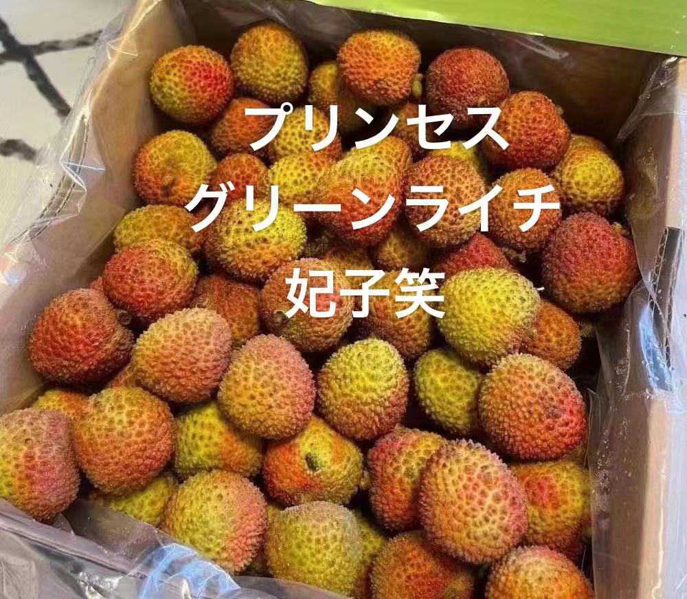 ライチ苗木 半耐寒性 特大種【特選 玉荷包 ぎょくかほう】