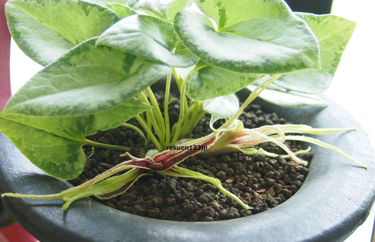 東洋蘭　　斑入り山野草　　オナガカンアオイ　　白王丸（梅弁素心花） 東洋蘭 斑入り山野草オナガカンアオイ 白王丸78