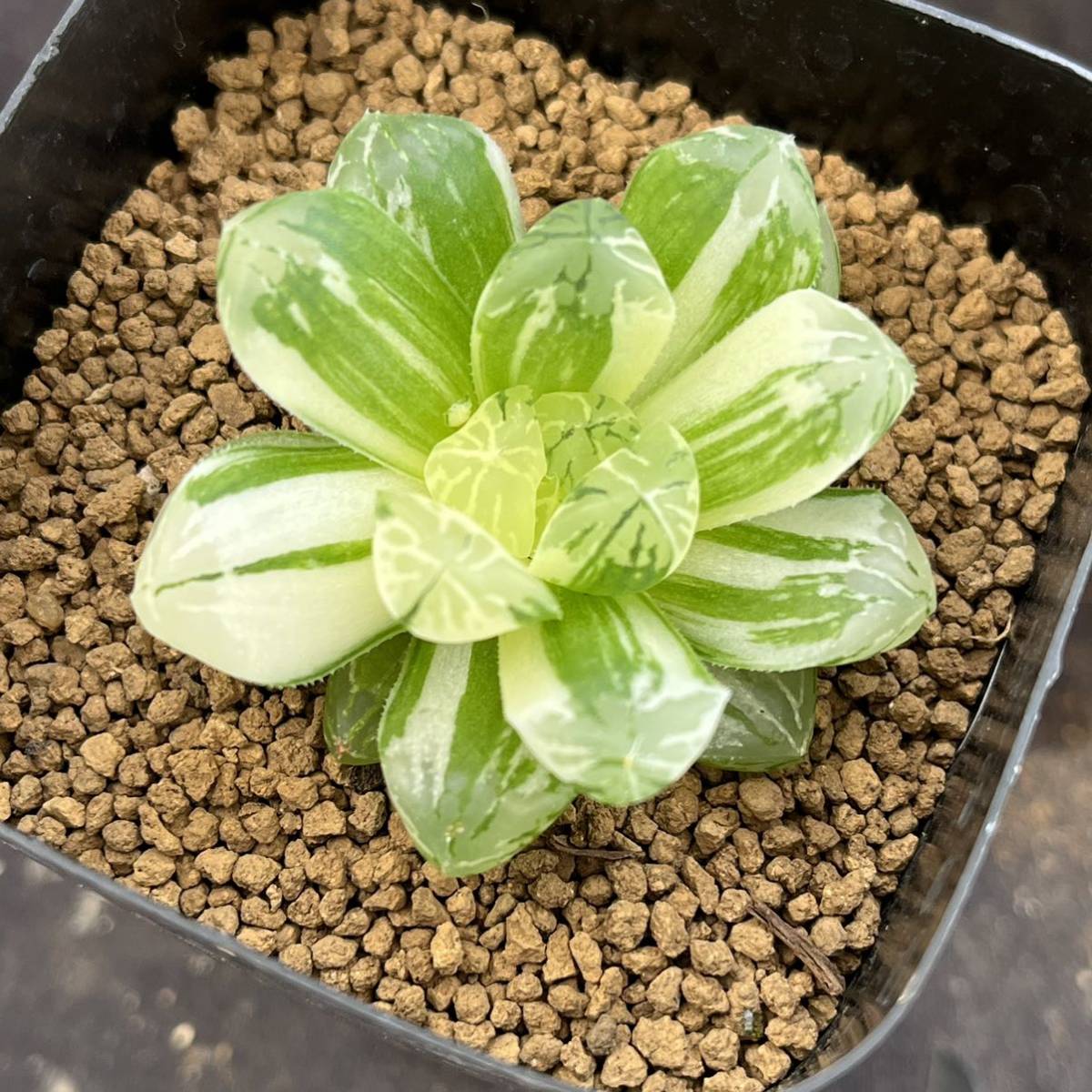 多肉植物 ハオルシア コレクタ錦② 中島実生