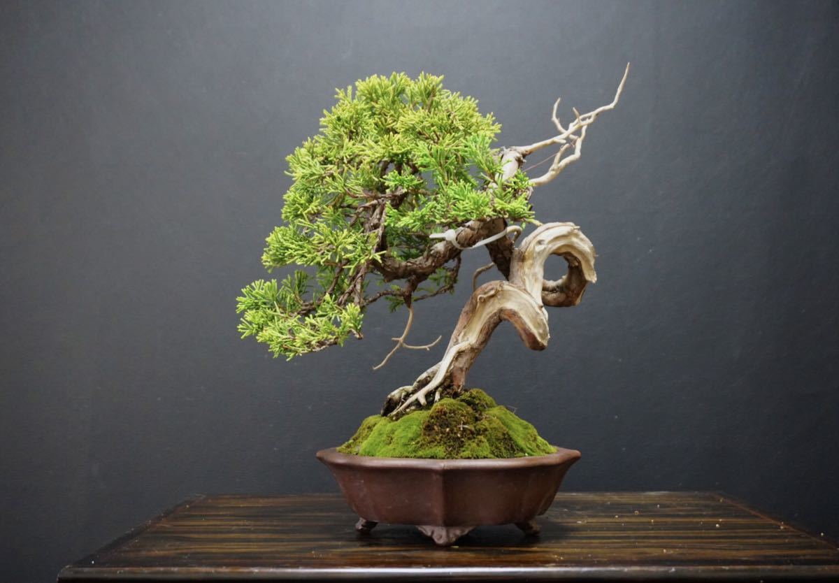 山採り 伊勢杜松》杜松 盆栽 伊勢杜松 山木 / 真柏 五葉松 黒松