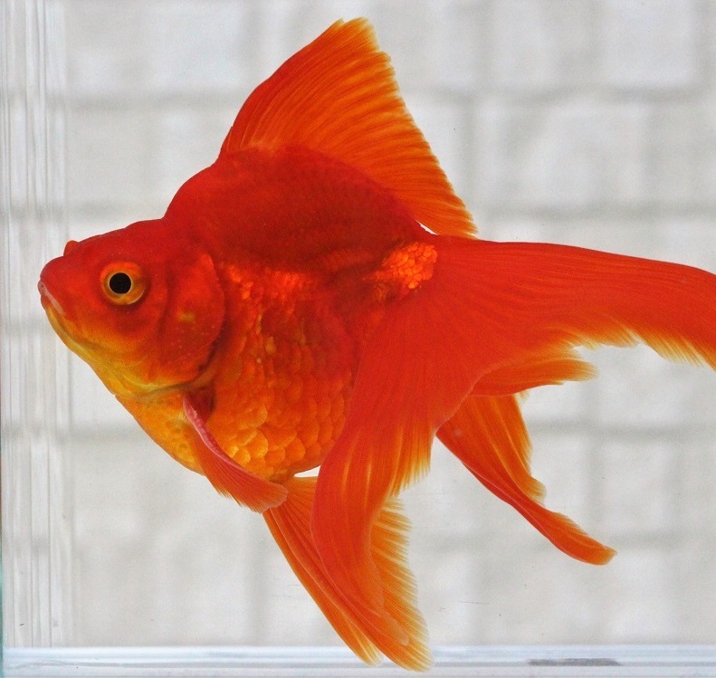 特大上物・だるま琉金15cm前後P(0716-9)