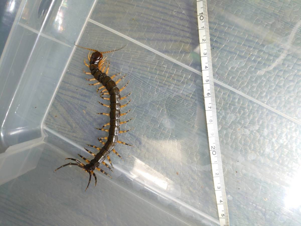 コイチョウタイガーレッグ「レッドレッグ」 Scolopendra