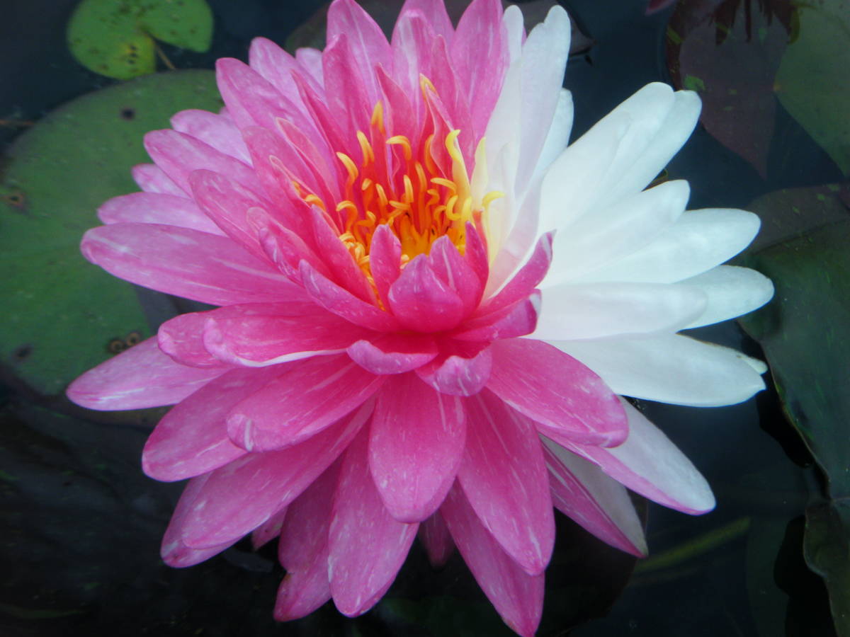 蓮の雄花を乾燥　300グラム 蓮の雄花を乾燥 300グラム - メルカリ