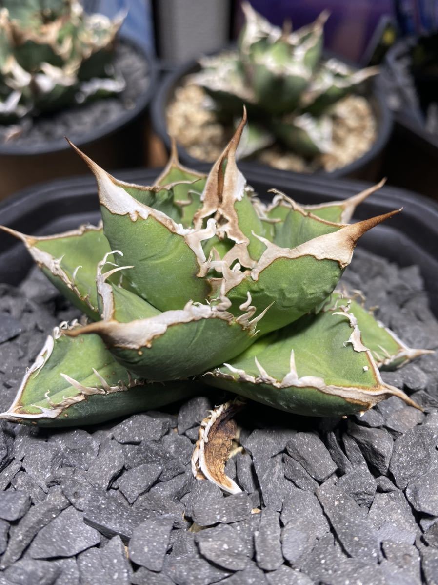 アガベ チタノタ 清櫻 良血統 SAD 白犀牛 【公式通販】