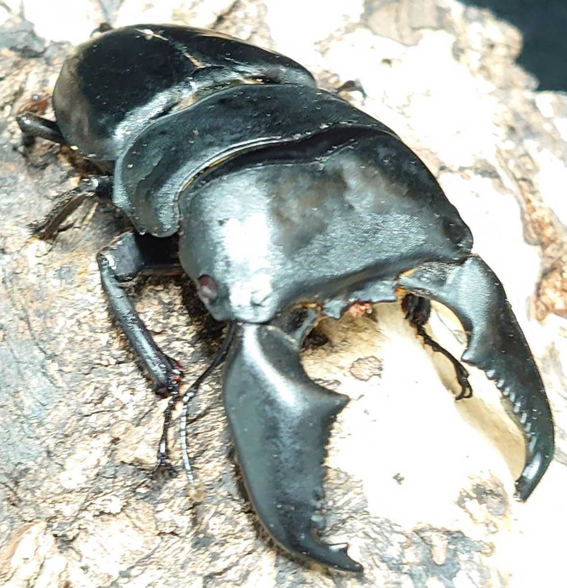 極太スマトラペア、オマケ♂ありハーキュリーT血統