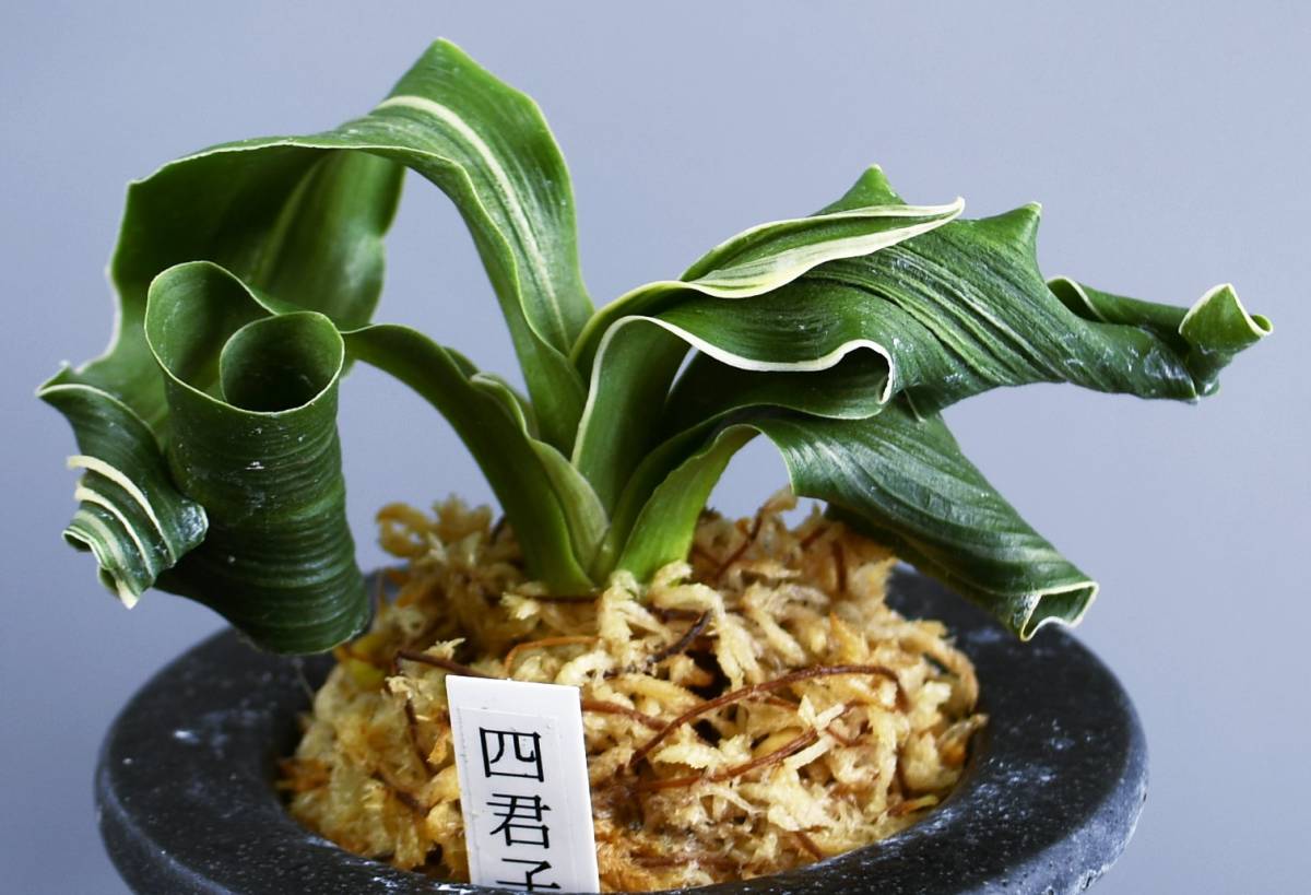 万年青　「四君子縞覆輪」　オモト　芋吹き 万年青 おもと 獅子おもとの銘品「四君子」 芋吹き一等苗 縞覆輪になりそう