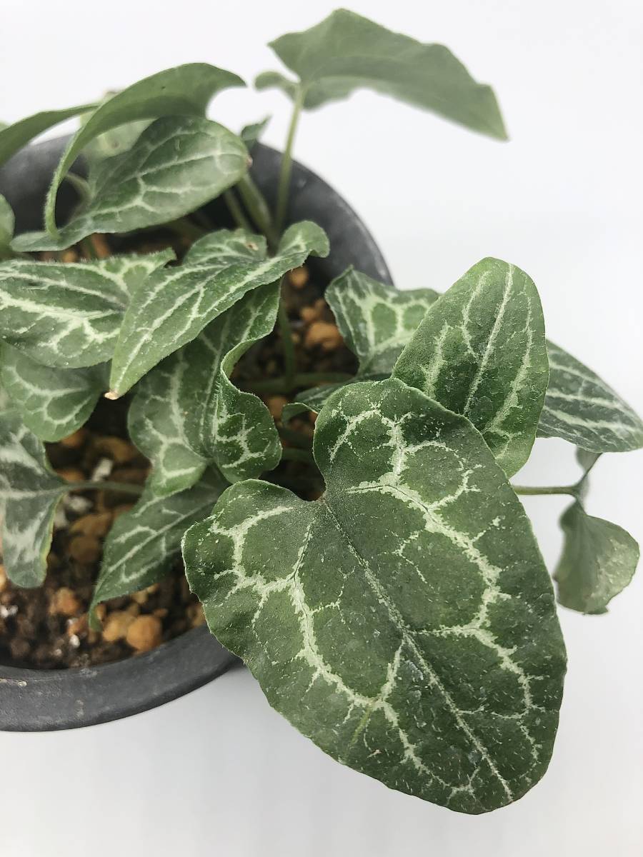 カンアオイ 細辛 図鑑 『細辛・寒葵』限定本 植物、観葉植物 細辛寒葵 岸