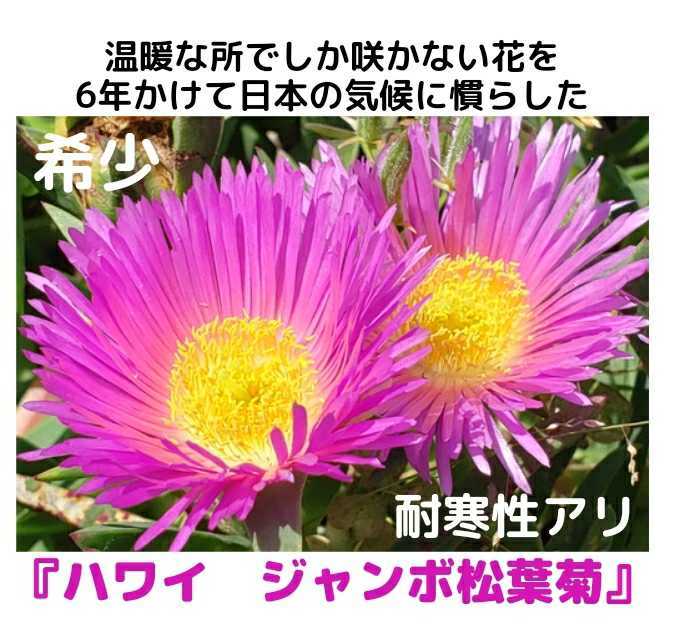 【未使用】『1株』 ハワイ ジャンボ松葉菊 大輪 希少 ピンク アクリクリの落札情報詳細 - ヤフオク落札価格検索 オークフリー