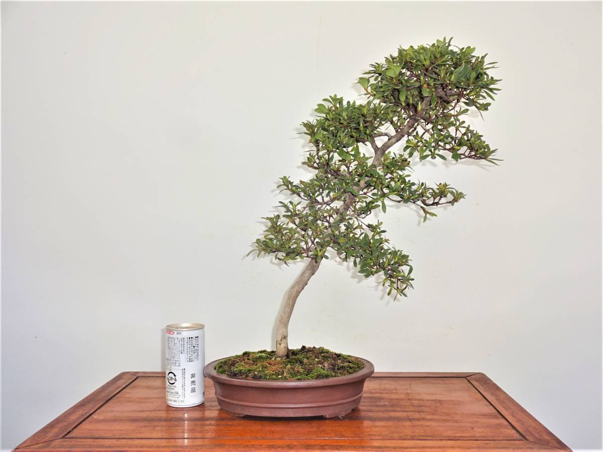 皐月 品種、明美の月 早い者勝ち ☆さつき倶楽部☆ 皐月 盆栽 最高級