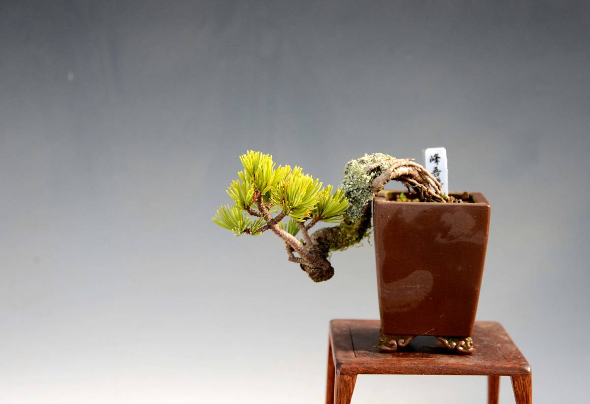 吾妻五葉松 』根上り懸崖／根芸抜群／五葉松／上下11㎝／ミニ盆栽 』