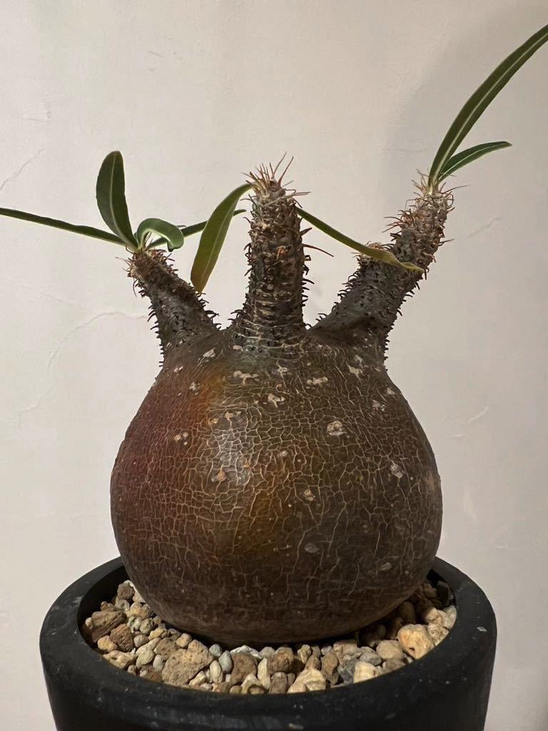 発根済み 真ん丸 グラキリス 現地球