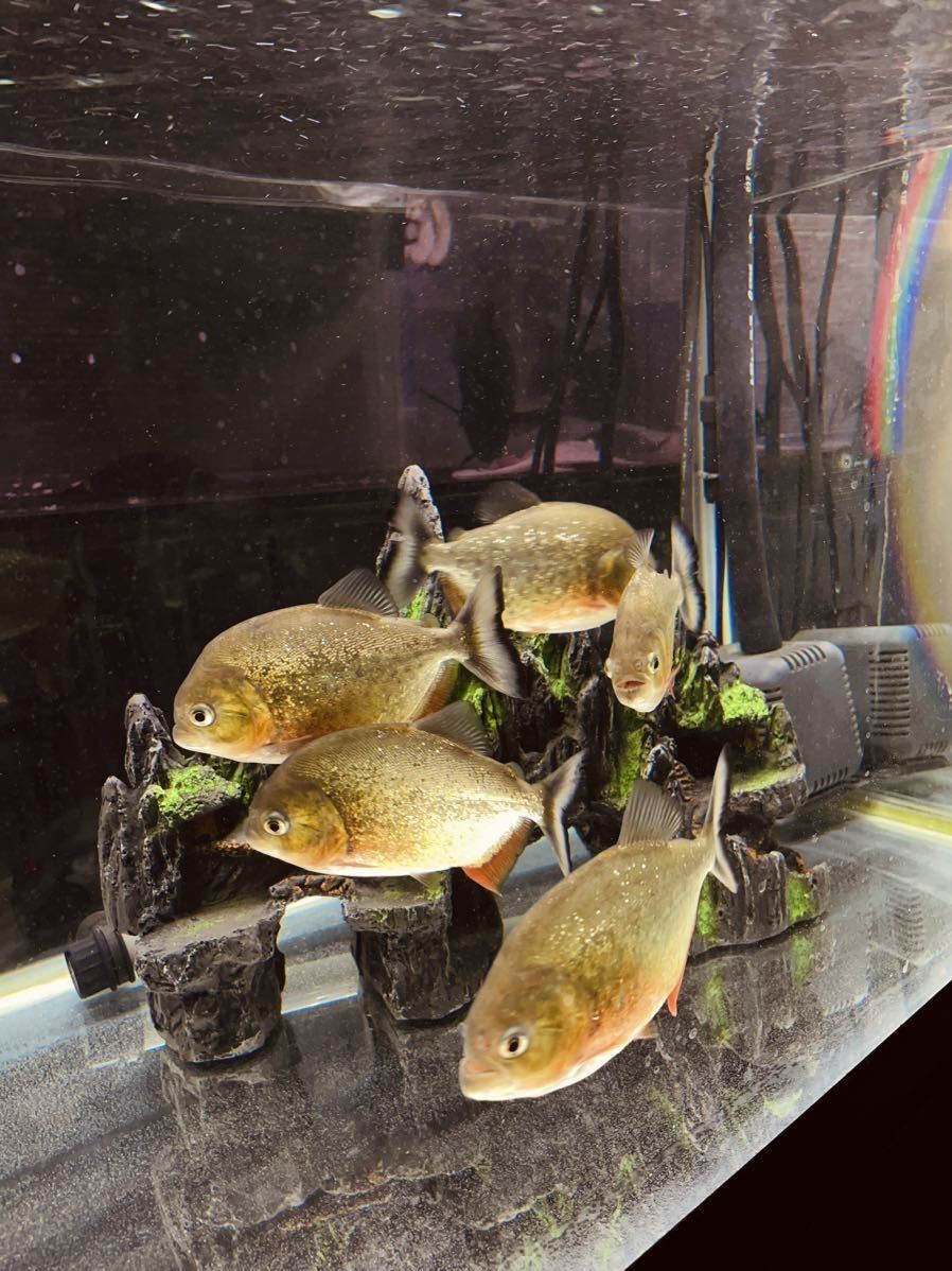 ピラニアナッテリー 8匹 90センチ水槽セット