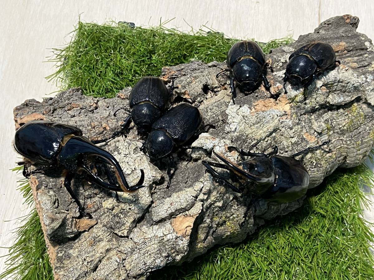 ネプチューンオオカブトの幼虫5匹 ネプチューンオオカブトの幼虫5匹