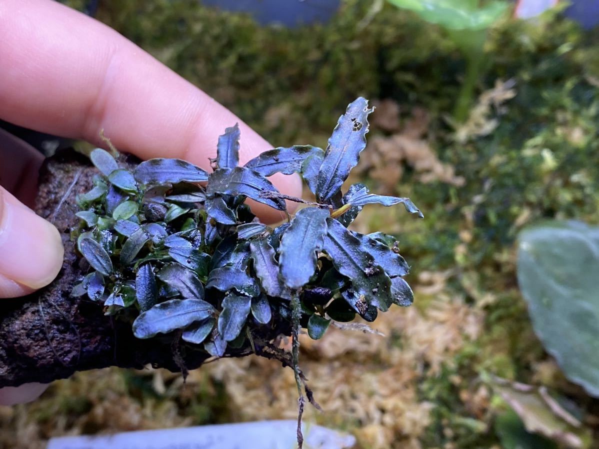 【AZ便】Bucephalandra sp. 彩雲 ［AZX0420-12］ Bucephalandra sp. 