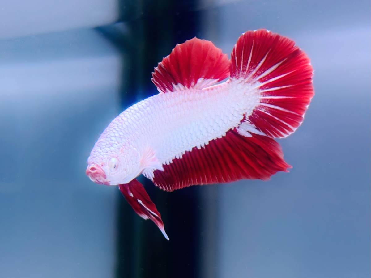 テイクアウトおよび役立つリソース