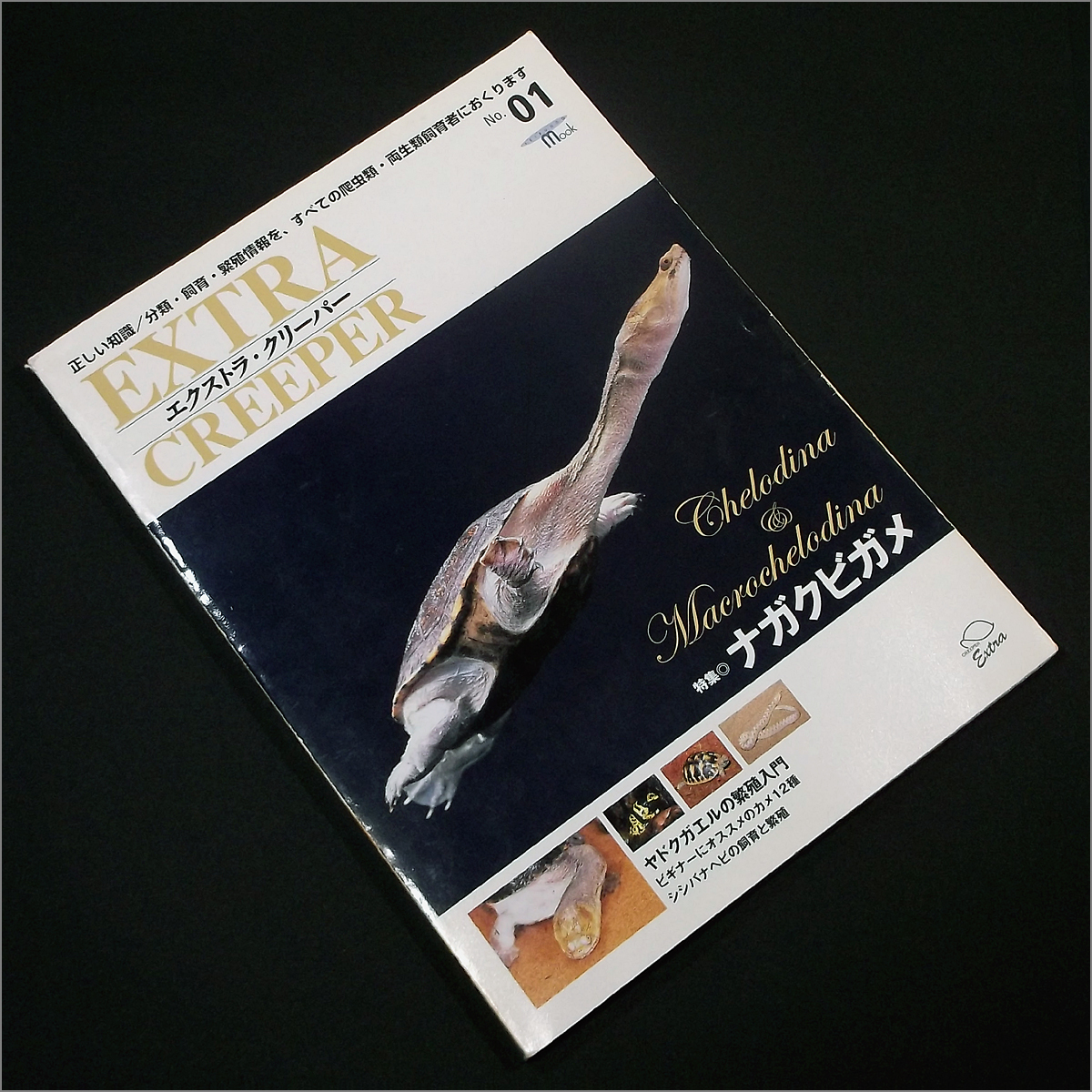 エクストラ・クリーパー no.1 爬虫類 ナガクビガメ エクストラ