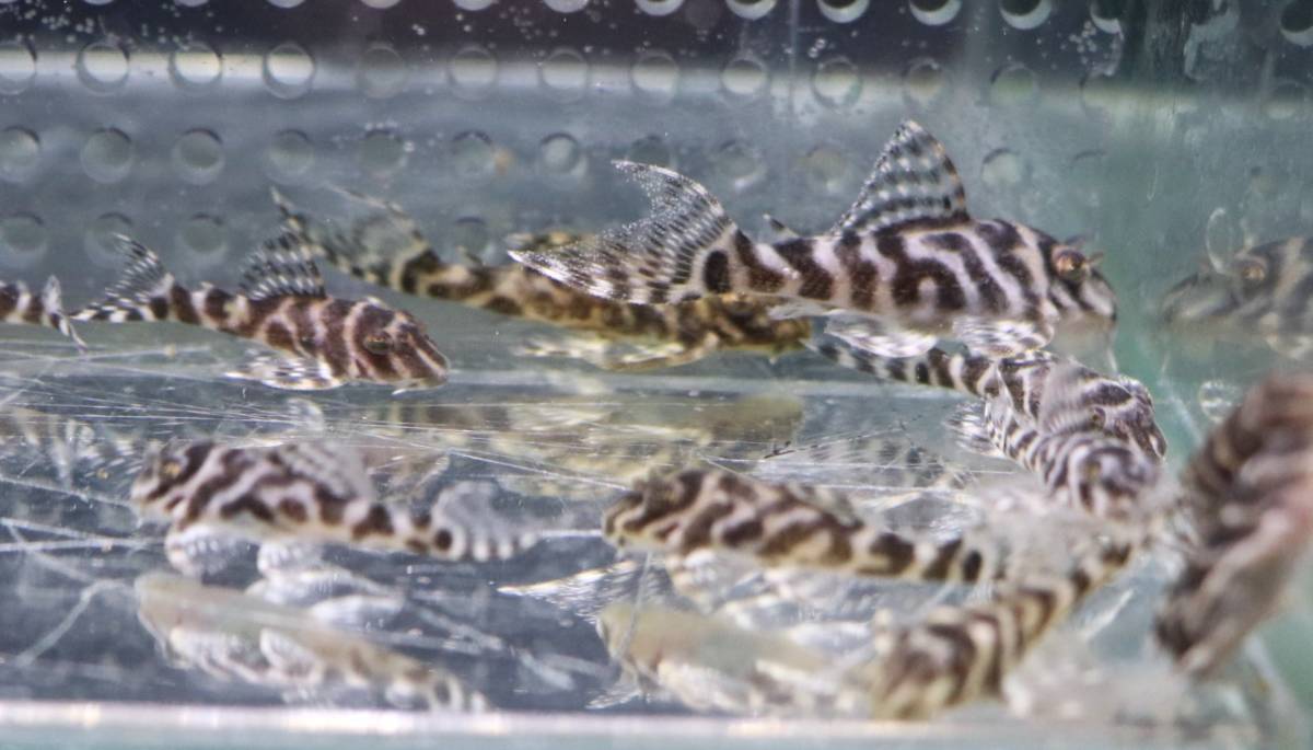 キンペコ20匹セット