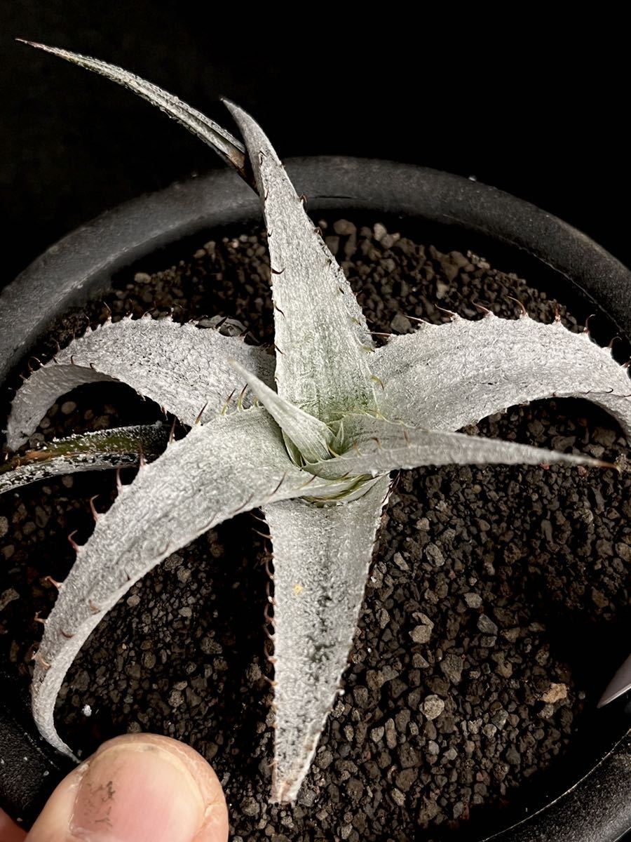 Dyckia braunii Rauh ディッキア