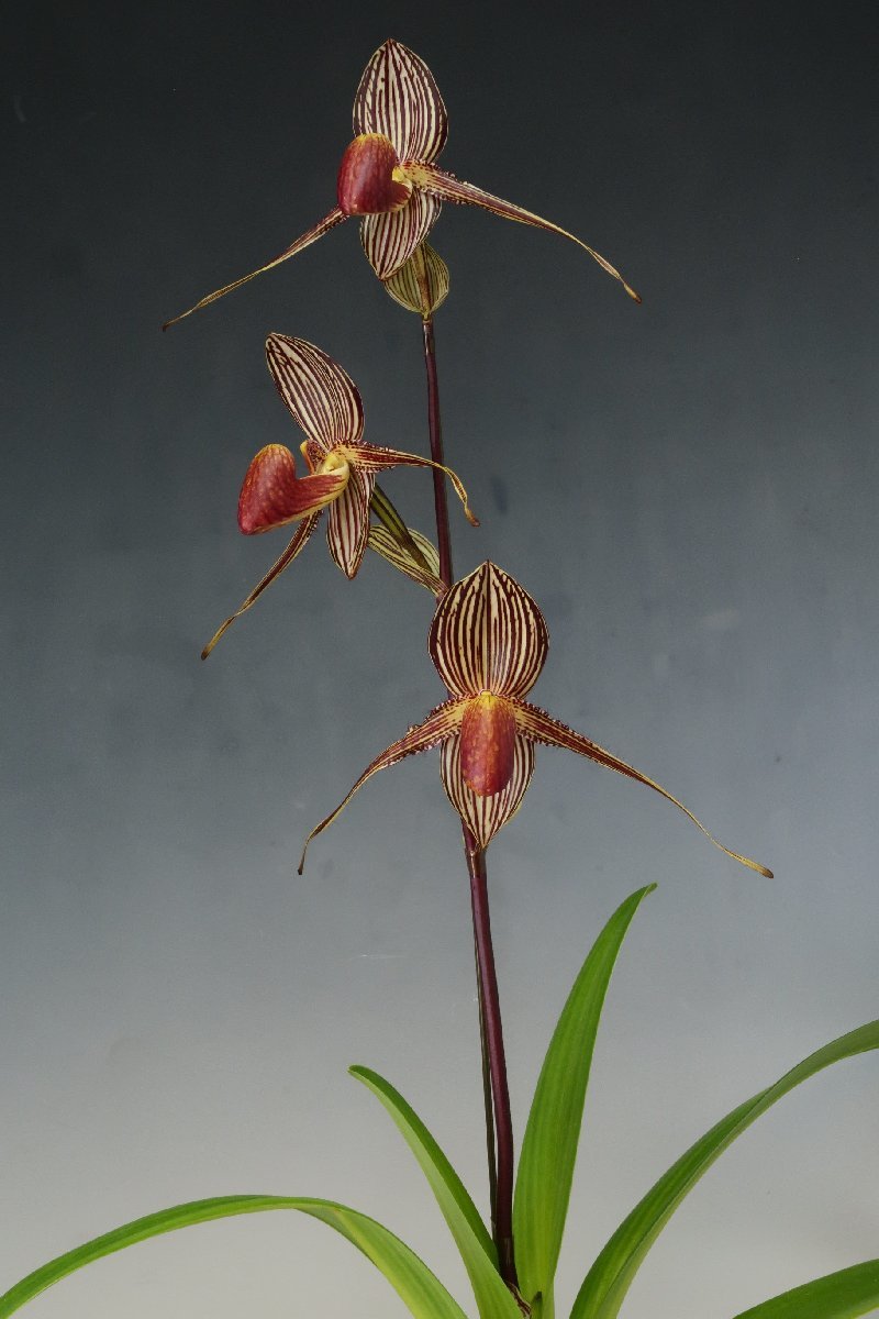 北軽ガーデン】洋蘭＊パフィオ＊Paph. sanderianum x sib＊原種＊多花