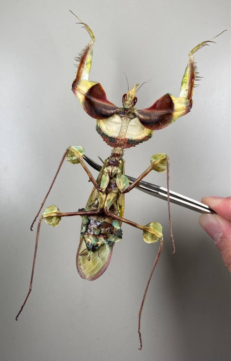 花滝】1円スタート ニセハナマオウカマキリ オス 標本