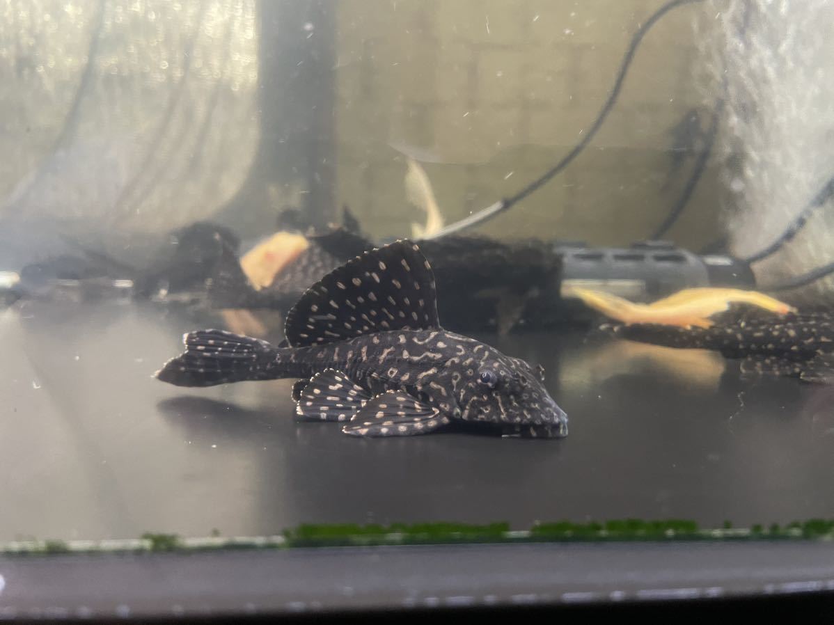 セルフィンプレコ約41センチ前後