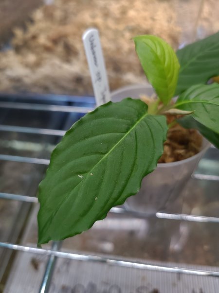 その他】◇Unknown sp Iquitos Peru tanakay便 原種◇の落札情報詳細