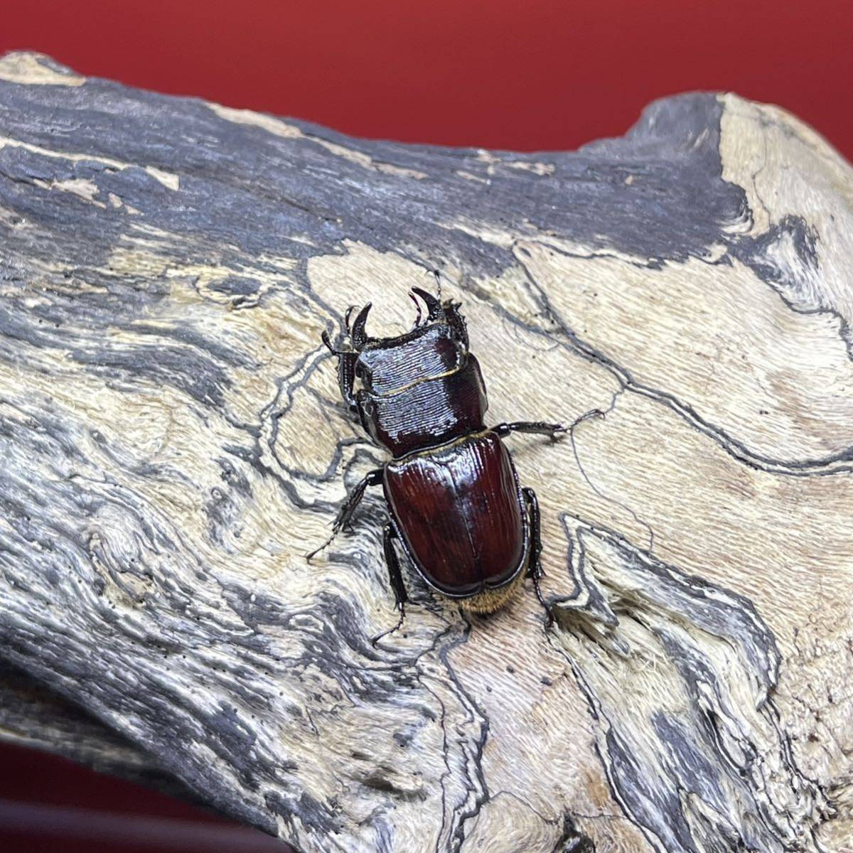 美麗大型特選個体 ヴァズデメロゾウカブト ペア 好め 
