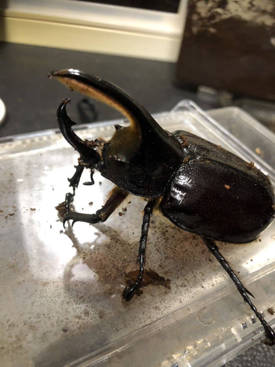 LIB】ネプチューンオオカブト 新成虫ペア