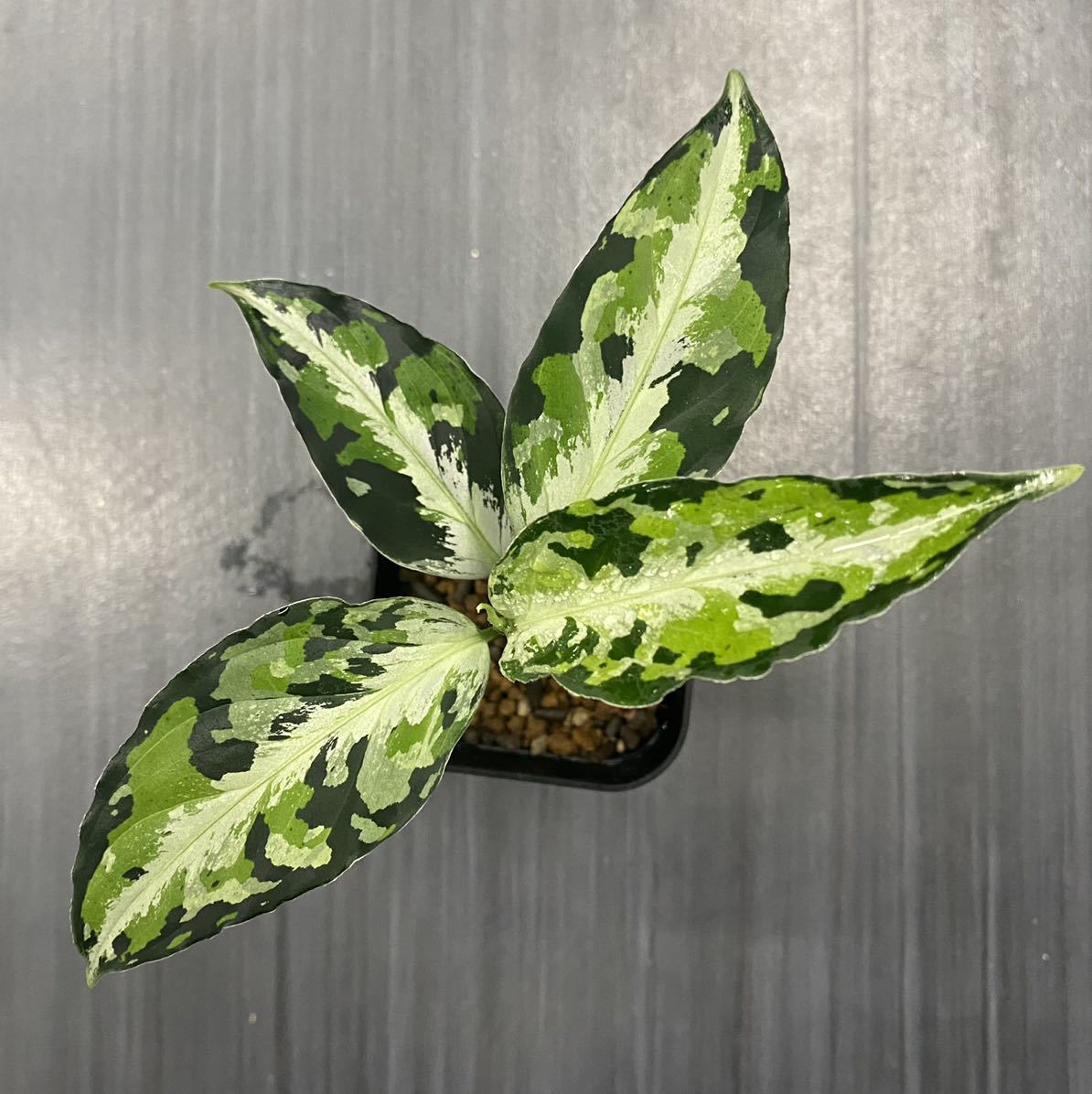 アグラオネマ ピクタム ラプラス 箱個体【AZ0213-5c】 Aglaonema