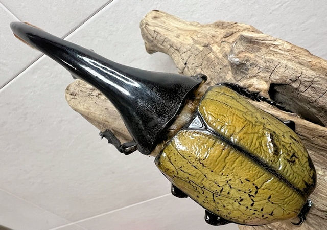 純血ハーキュリー血統証明付 2令幼虫 郵送しません‼️ ハーキュリー血統証明付 2令幼虫 郵送しません‼️