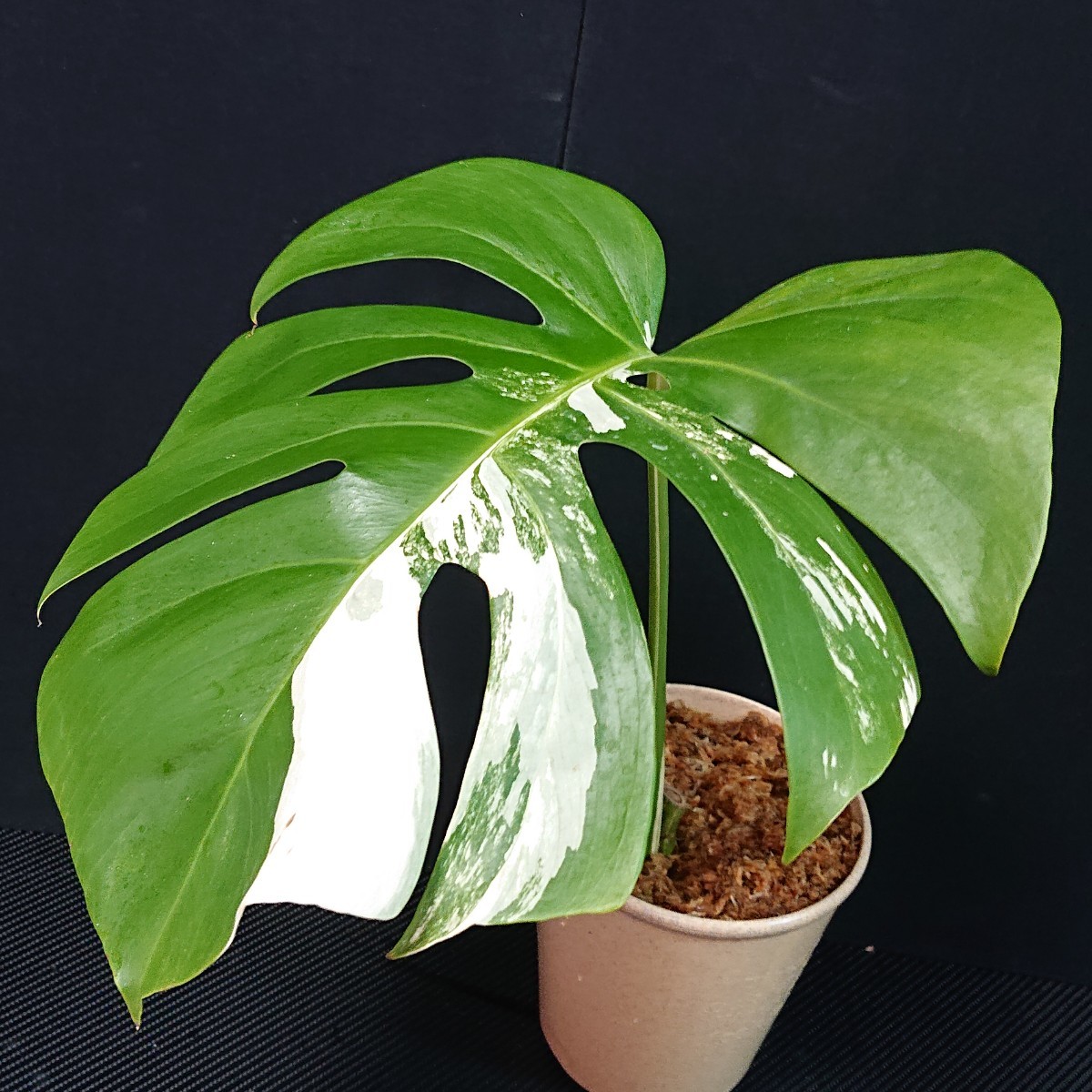 斑入りモンステラ 極上大株の茎！新芽3芽付き ホワイトタイガー 厳選美株】