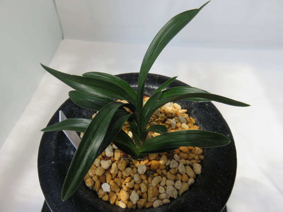 神秘 韓国春蘭 蘭 寒蘭 春蘭 山野草