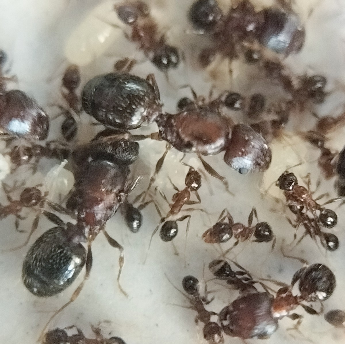 Pheidole flaveria （オオズアリ系） 女王アリ多数のコロニー