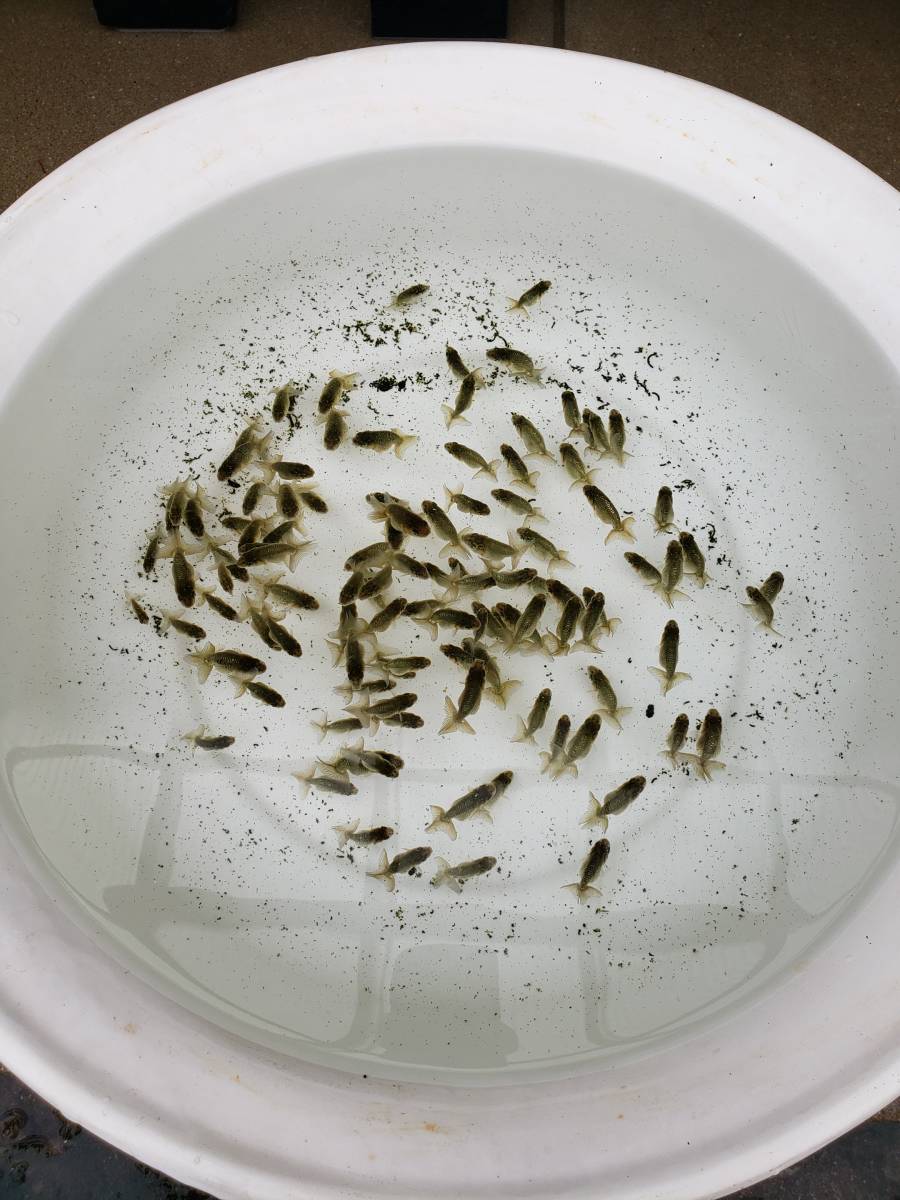 【天明らんちゅう】■厳選本命魚■■　特選魚　そこそこの黒子　洗面器全部　■■1 天明らんちゅう□厳選本命魚□□ 特選魚 黒子 １軍池より 洗面器全部