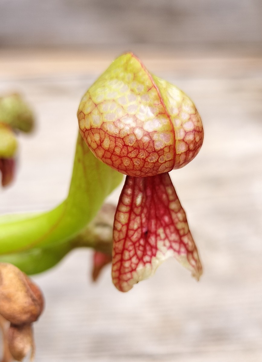 未使用】食虫植物 ダーリングトニア カリフォルニカ(Darlingtonia