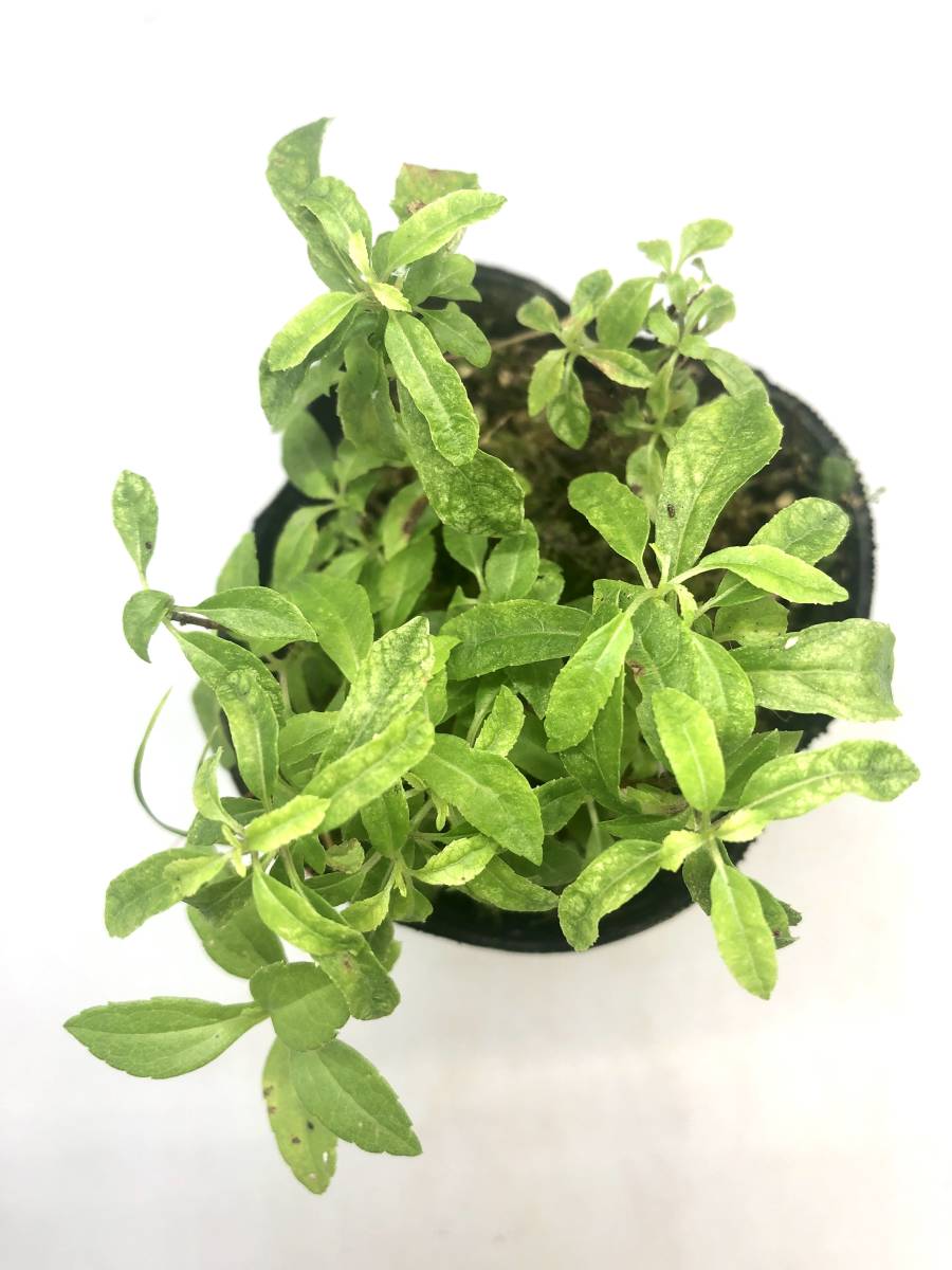 富貴蘭　霧島(斑入り) 富貴蘭【霧島】 | 富貴蘭を楽しんでブログ