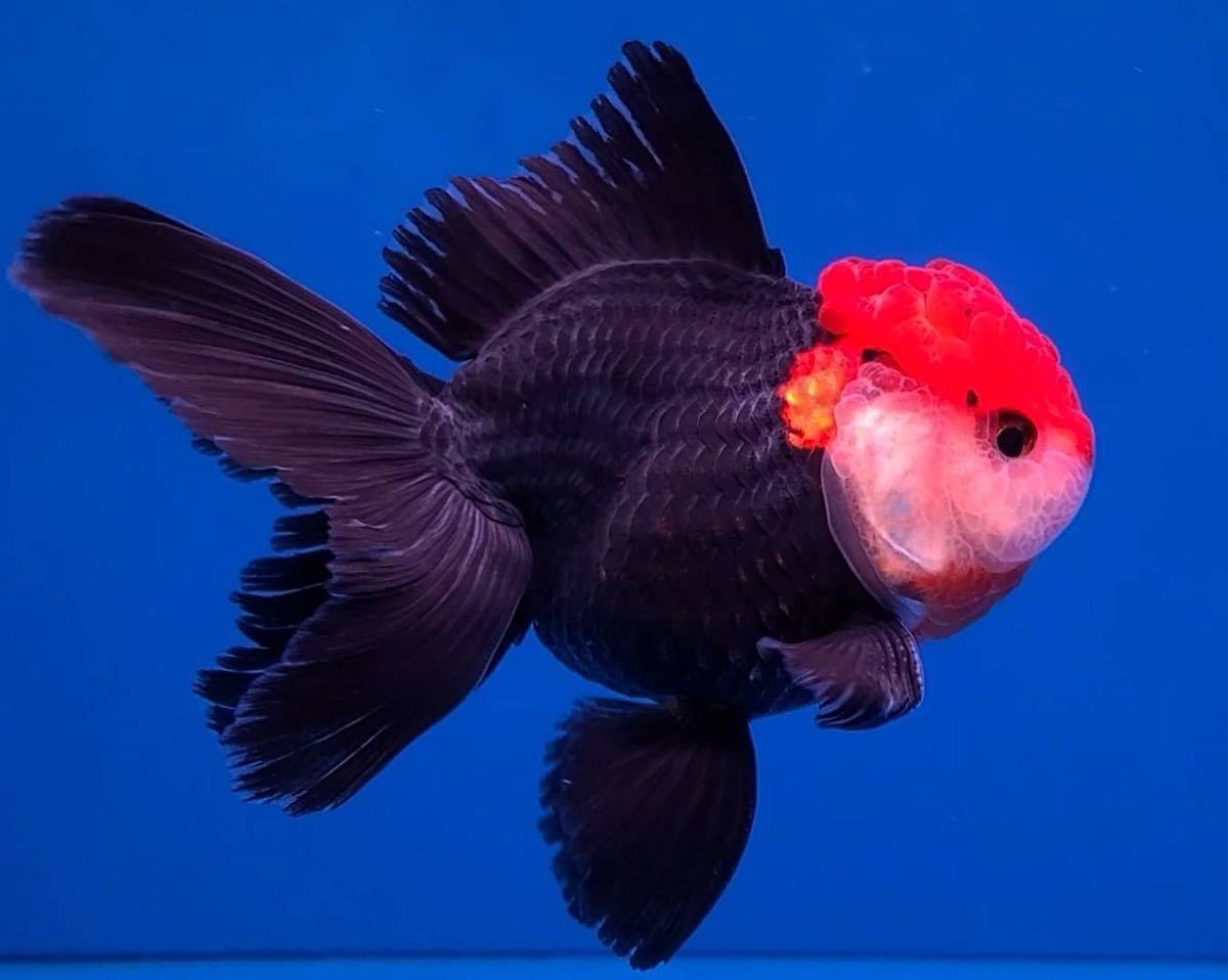 ②グッドカラー個体　オランダ獅子頭　トリカラー　１２cm前後 100%新品，定番 ブラックオランダ獅子頭12cm前後④