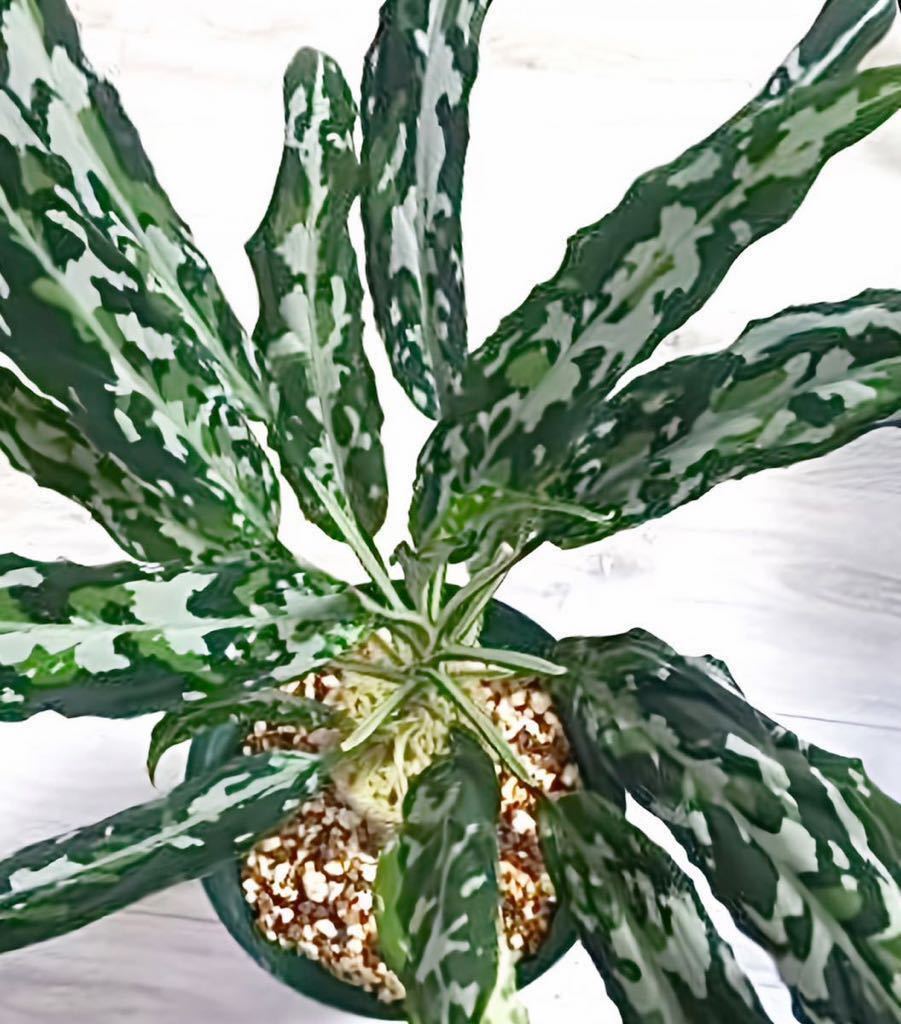 モンモン　雷切 LA0914-3ss アグラオネマ　LA Yahoo!オークション - LA便ネームド 雷切【LA0914-3ss