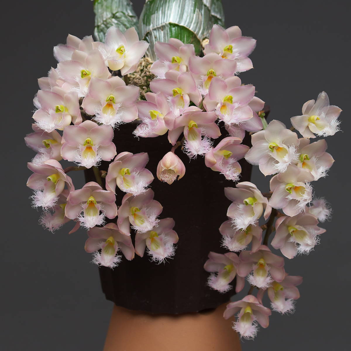 やや傷や汚れあり】洋蘭 Clowesia Rebecca Northen 'Mikkabi