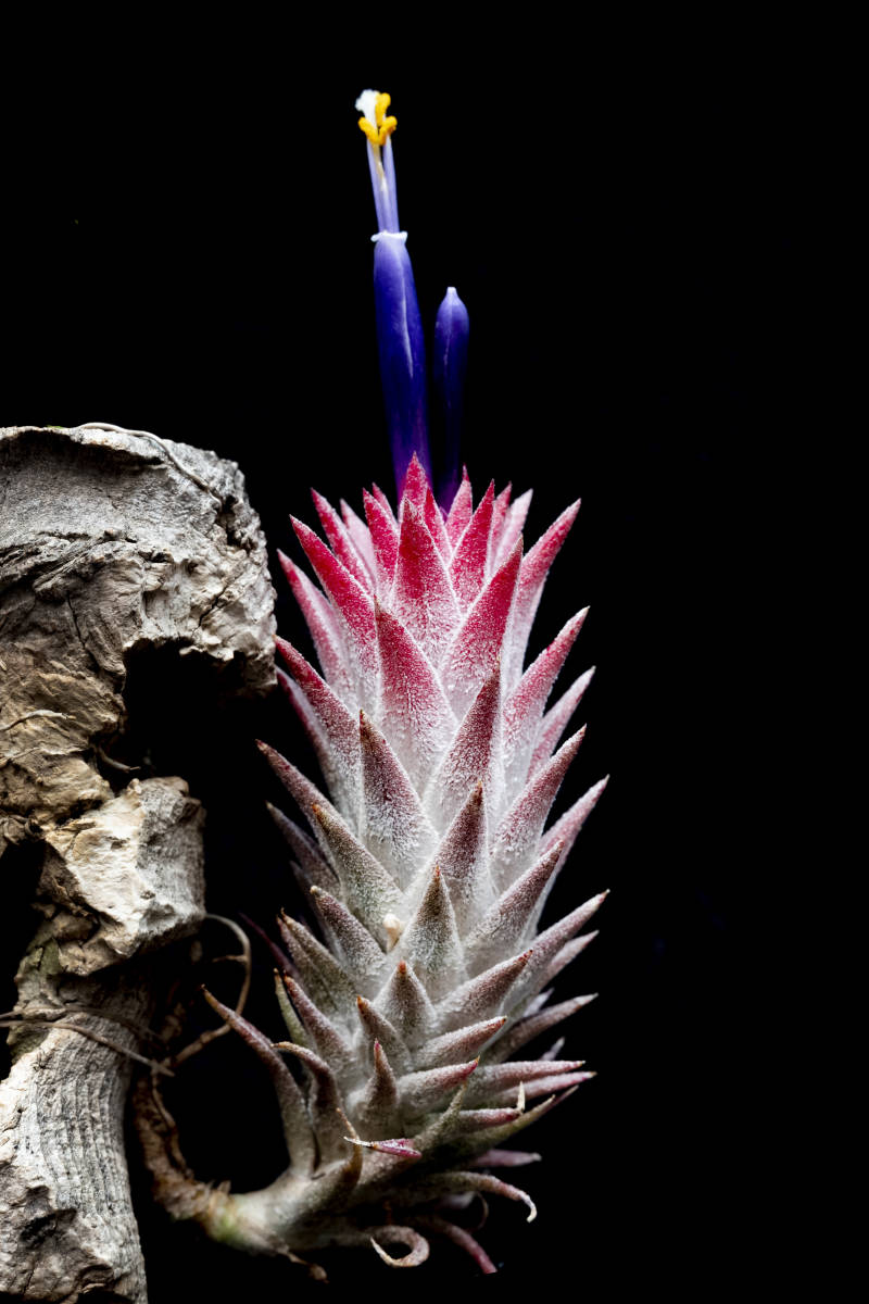 目立った傷や汚れなし】Tillandsia ionantha var. vanhyningii HR1000