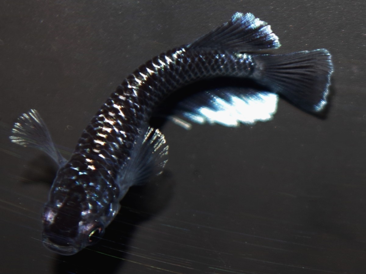 未使用】ミッドナイトフリル (ラメ×体外光) 稚魚10匹+補償分2匹 検索用